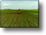 photos/corn_10.jpg